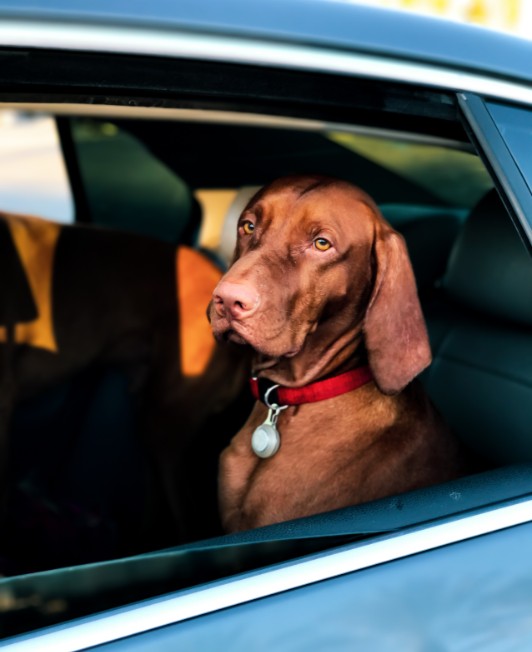 Pet-Friendly Road Trip Advice from Thelen Honda in Bay City, MI