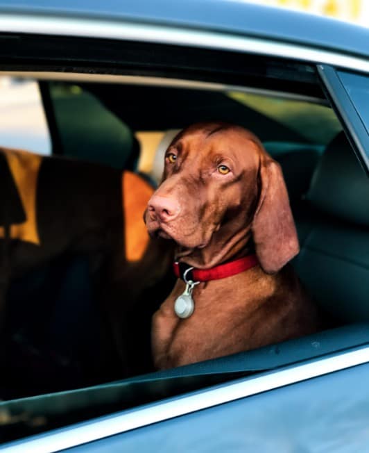 Holiday Travel with Pets in Michigan